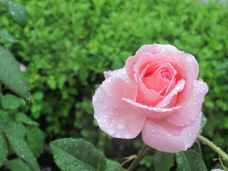 Rose garden, Osaka