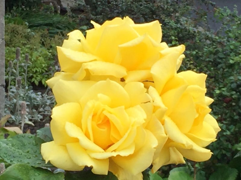 Three-headed rose from mum's garden