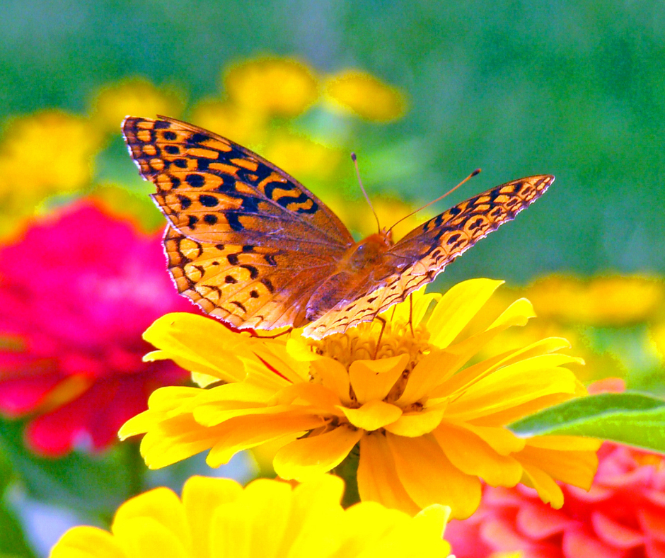 Butterfly symbolism copy