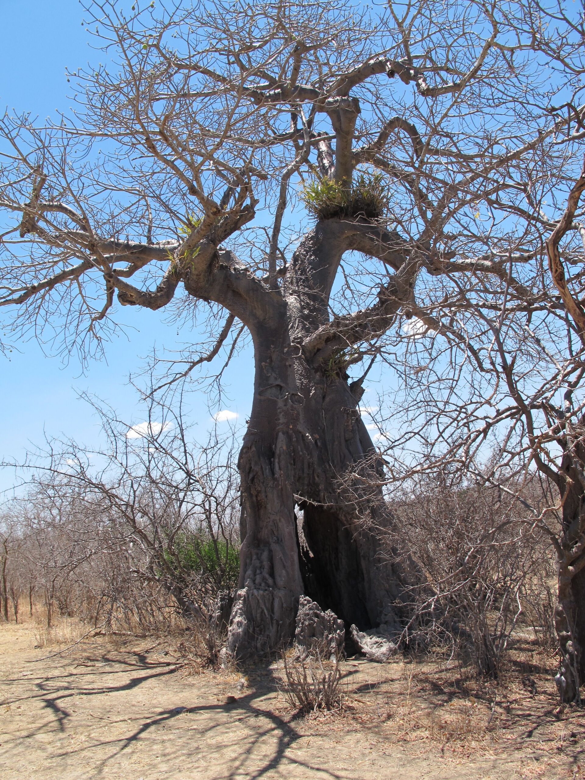 Old Baobab tree - the tree of life at Jomgomero in Ruaha
